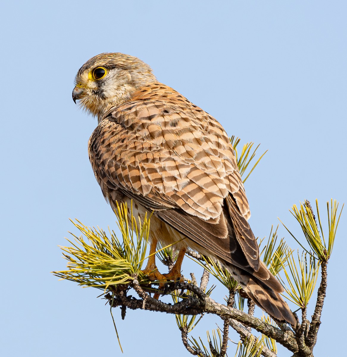 בז מצוי - ML646884886