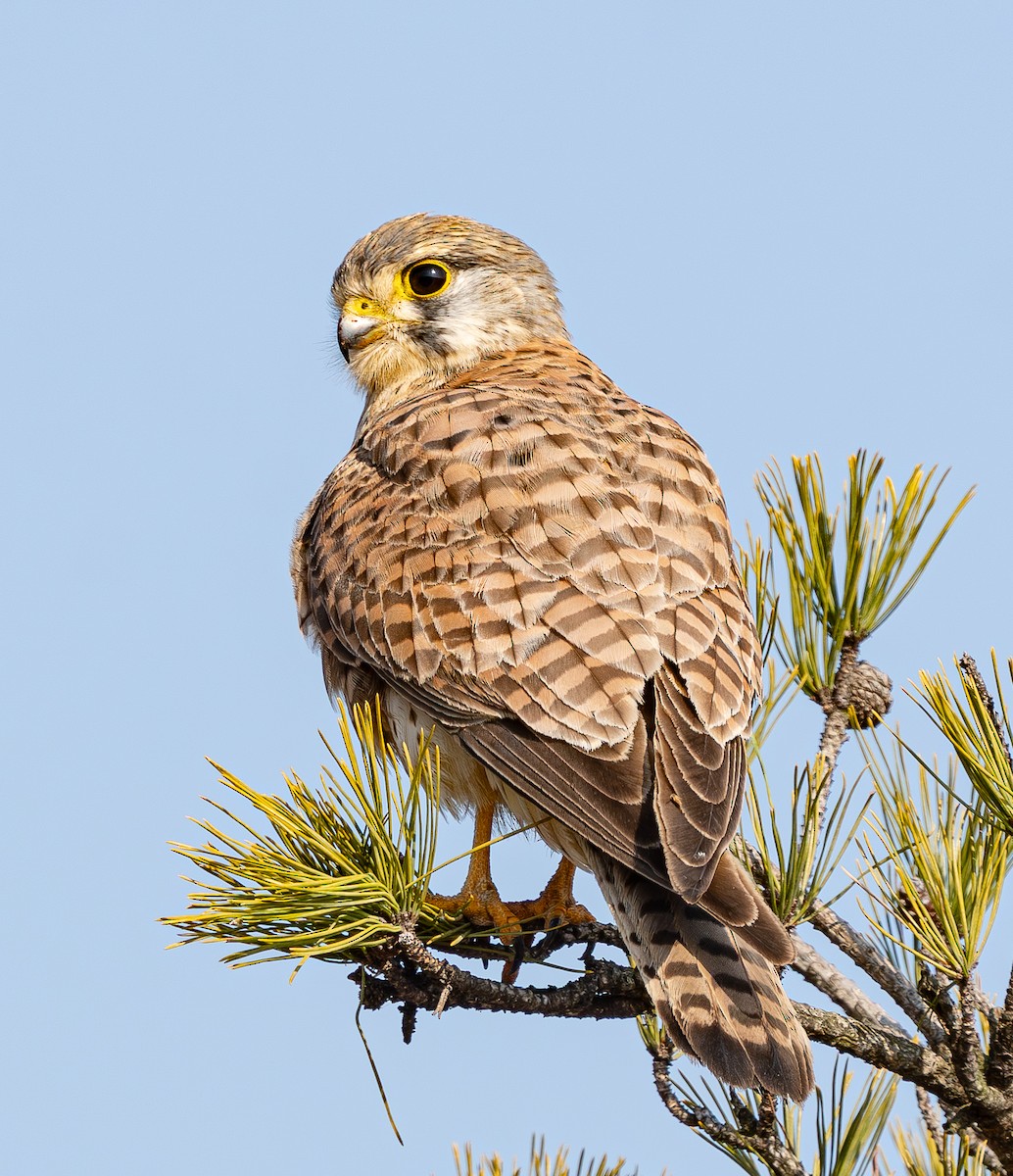 בז מצוי - ML646884887