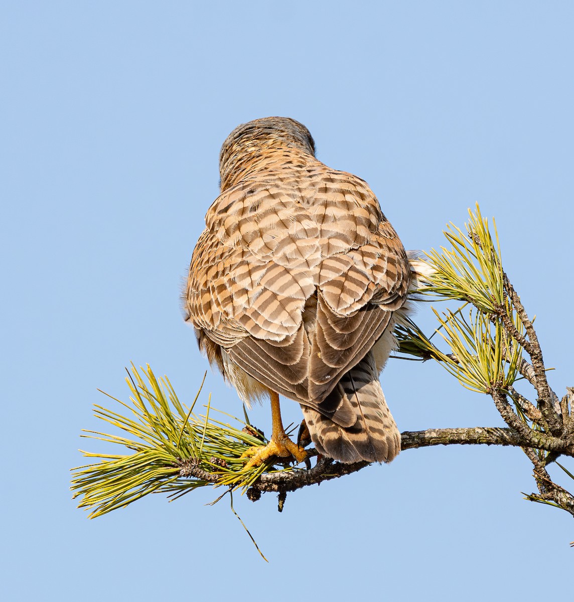 בז מצוי - ML646884888