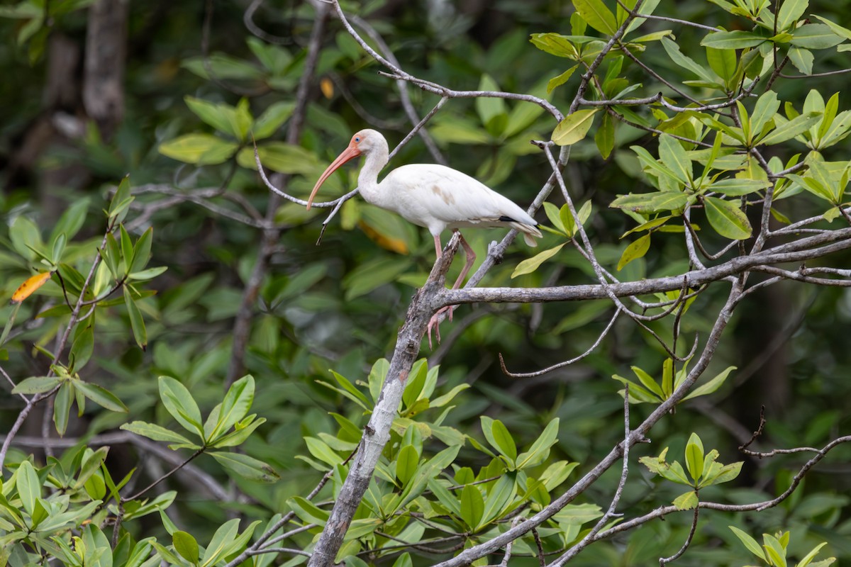 Белый ибис - ML646884894