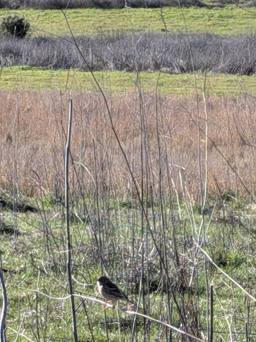 Vesper Sparrow - ML646884902