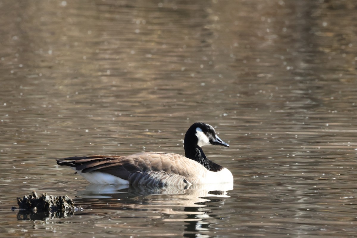 Canada Goose - ML646884903
