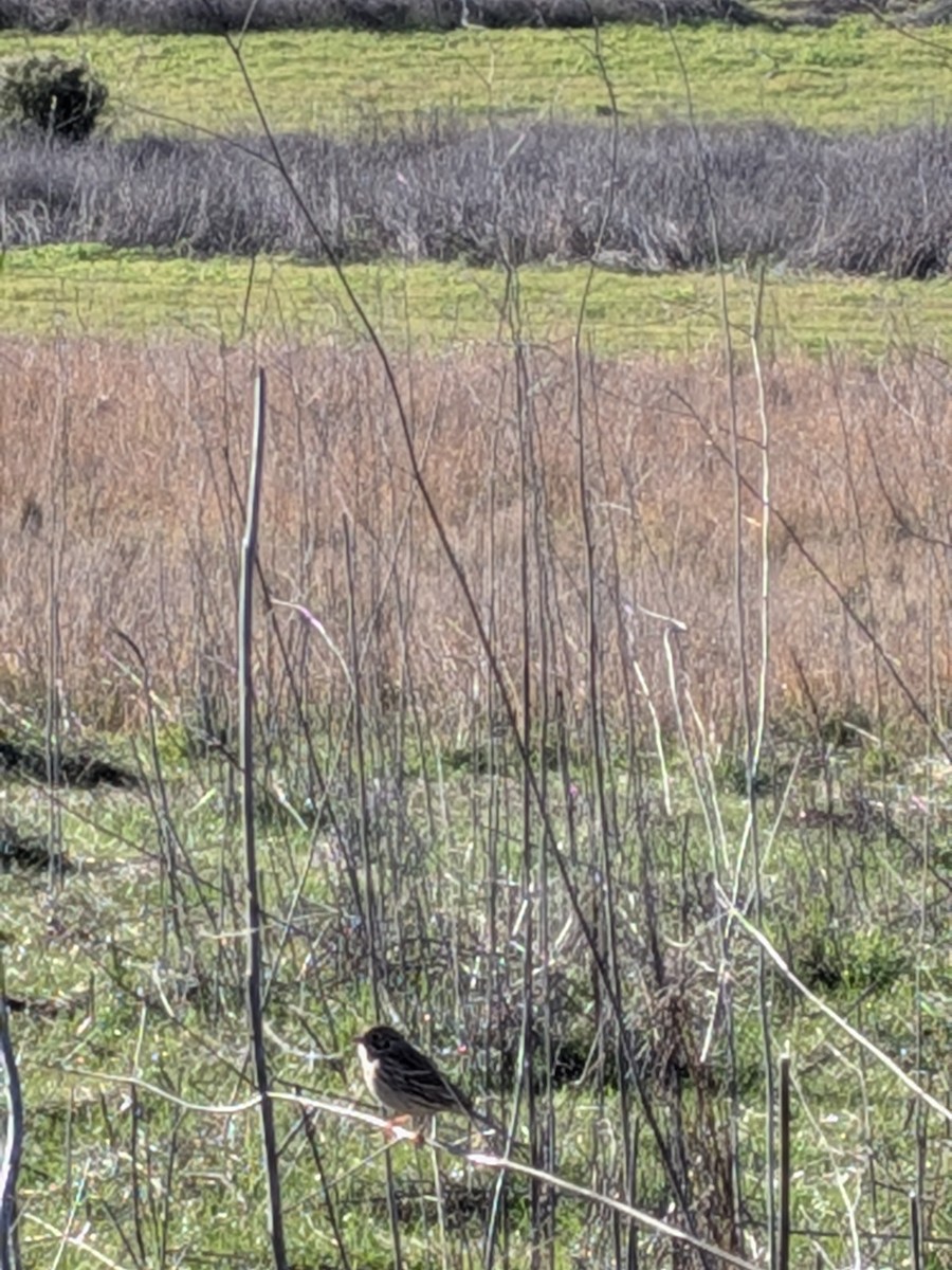 Vesper Sparrow - ML646884908