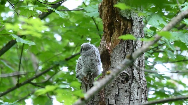 Полосатая неясыть - ML646884910