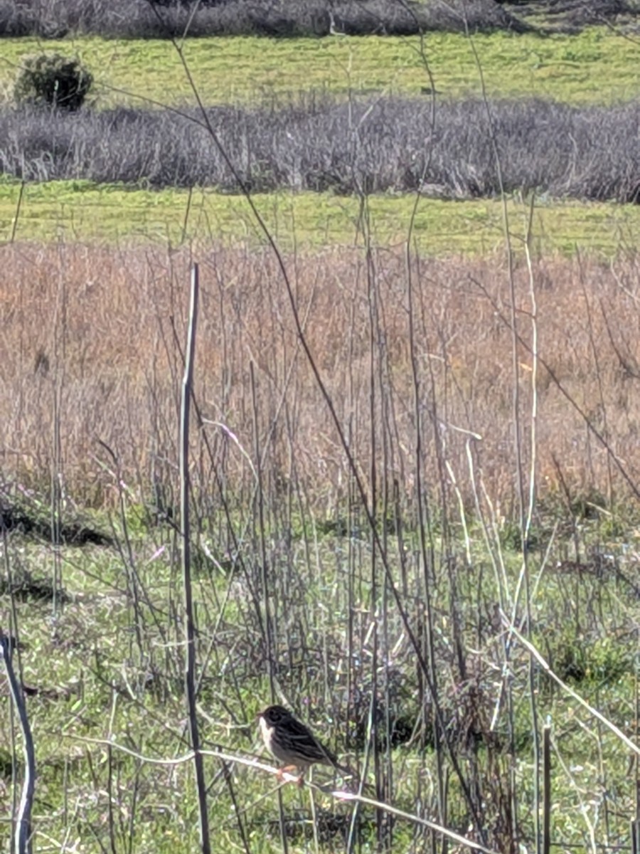 Vesper Sparrow - ML646884911