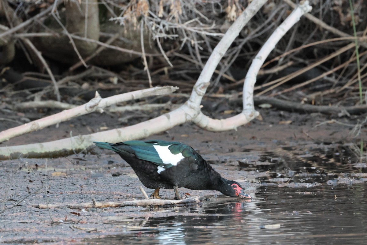 Muscovy Duck (Domestic type) - ML646884922