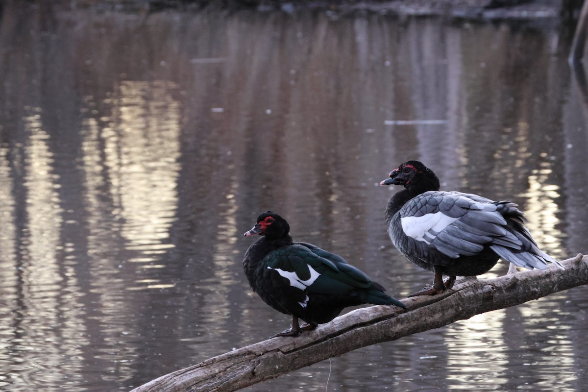 Muscovy Duck (Domestic type) - ML646884923
