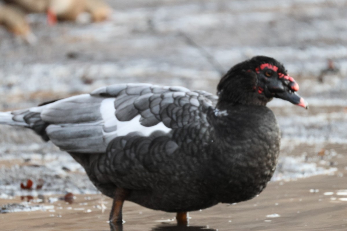 Muscovy Duck (Domestic type) - ML646884924
