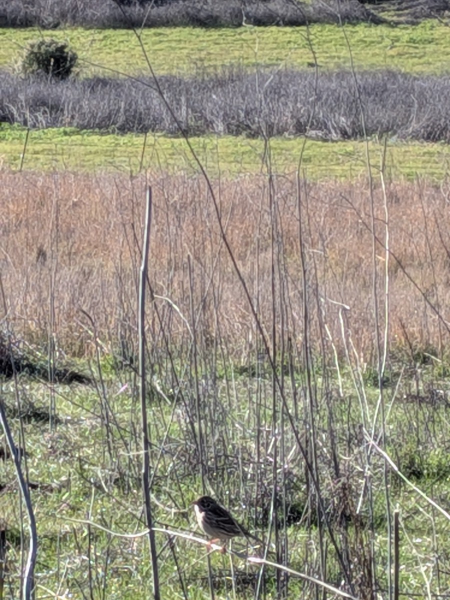 Vesper Sparrow - ML646884925