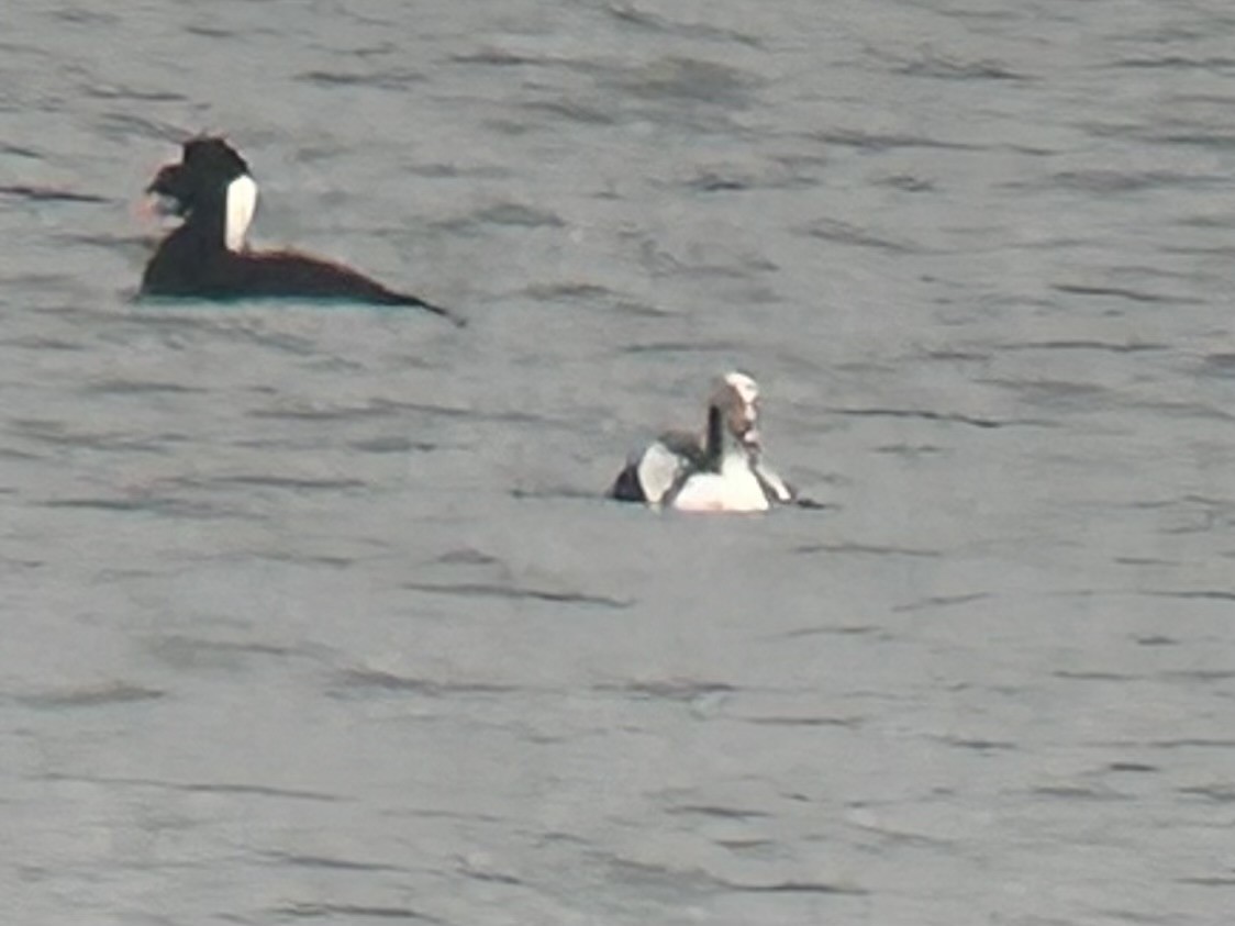 hoholka lední - ML646884927