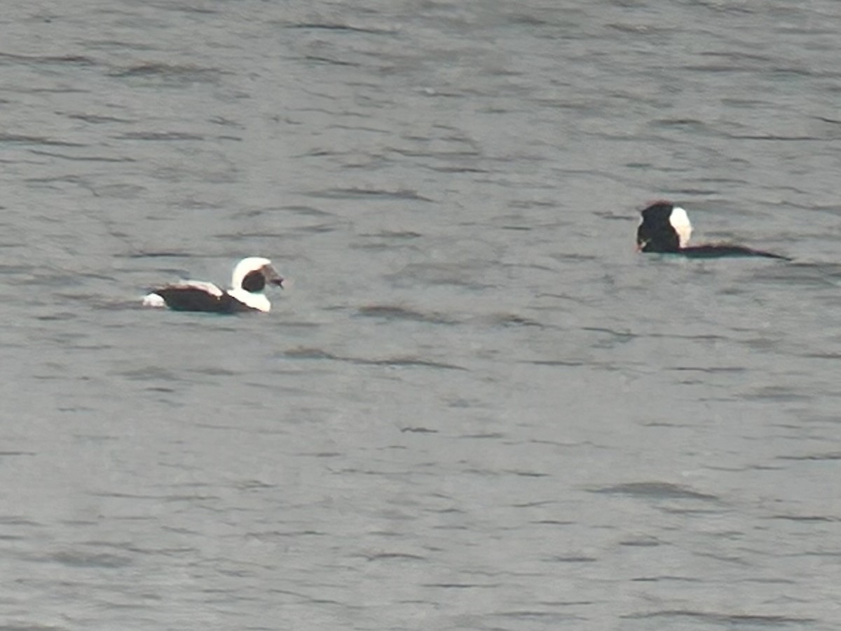 hoholka lední - ML646884928