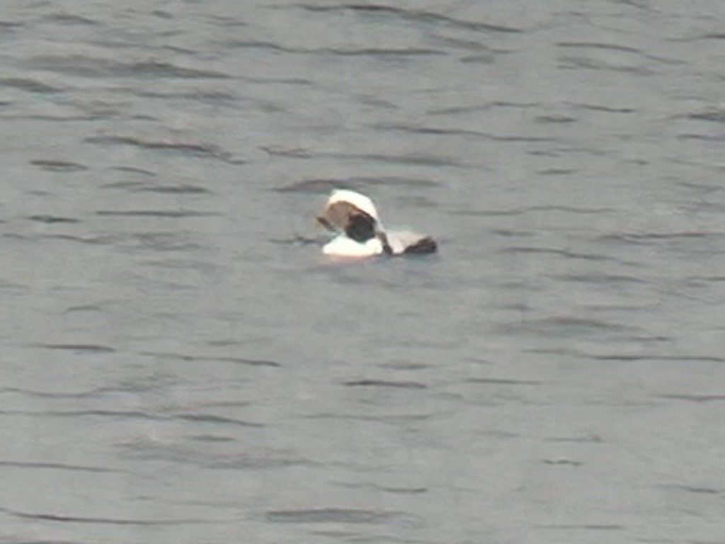 hoholka lední - ML646884929