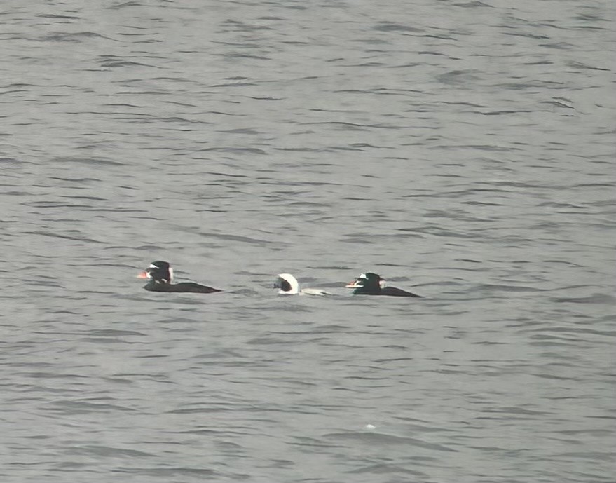 hoholka lední - ML646884930