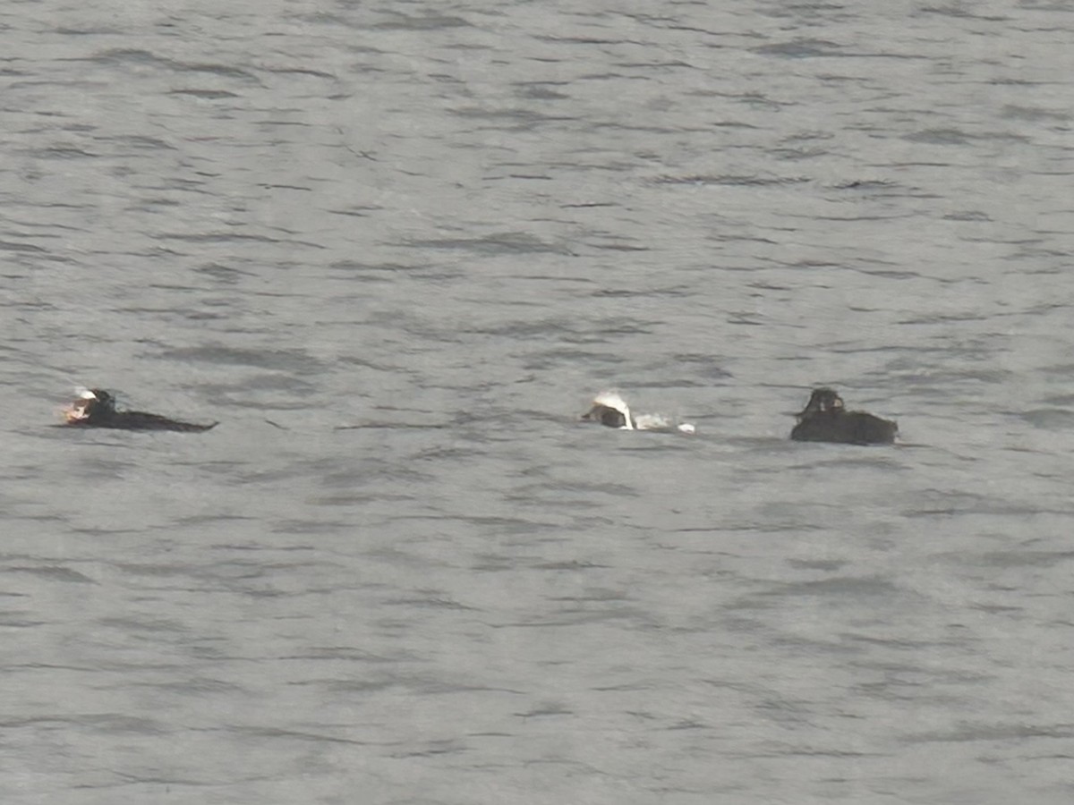 hoholka lední - ML646884931