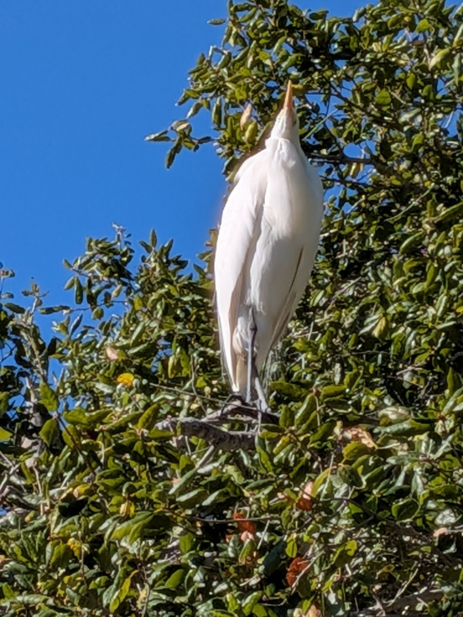 Great Egret - ML646884932