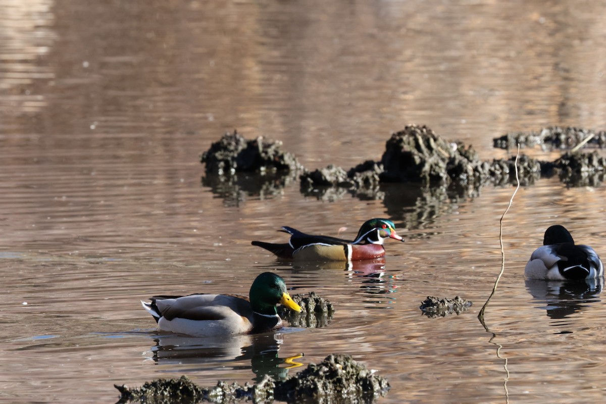 Mallard - ML646884933