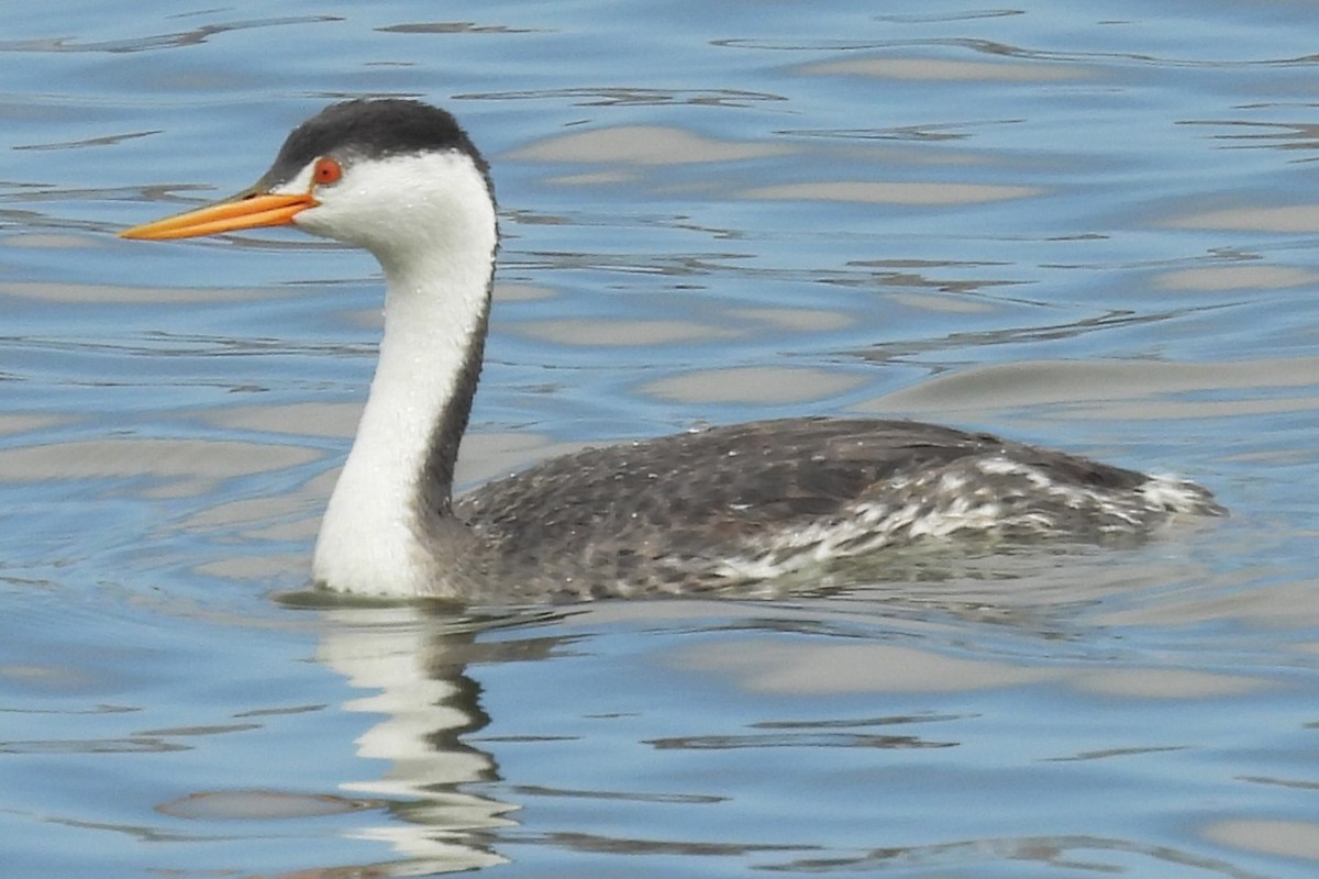 Clark's Grebe - ML646884934