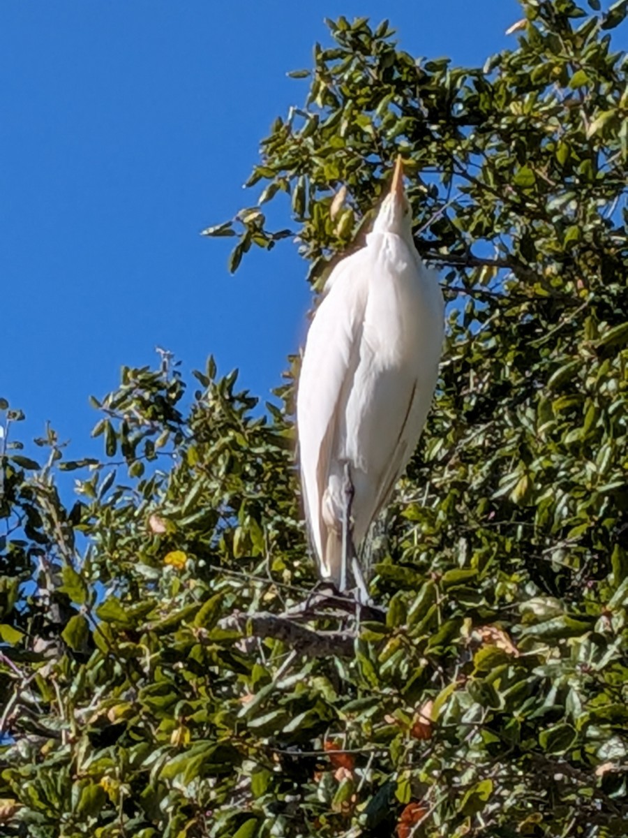 Great Egret - ML646884935