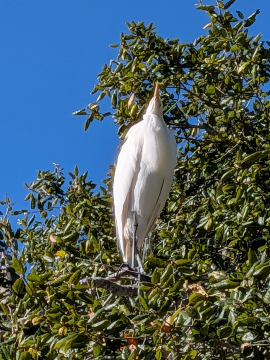 Great Egret - ML646884942