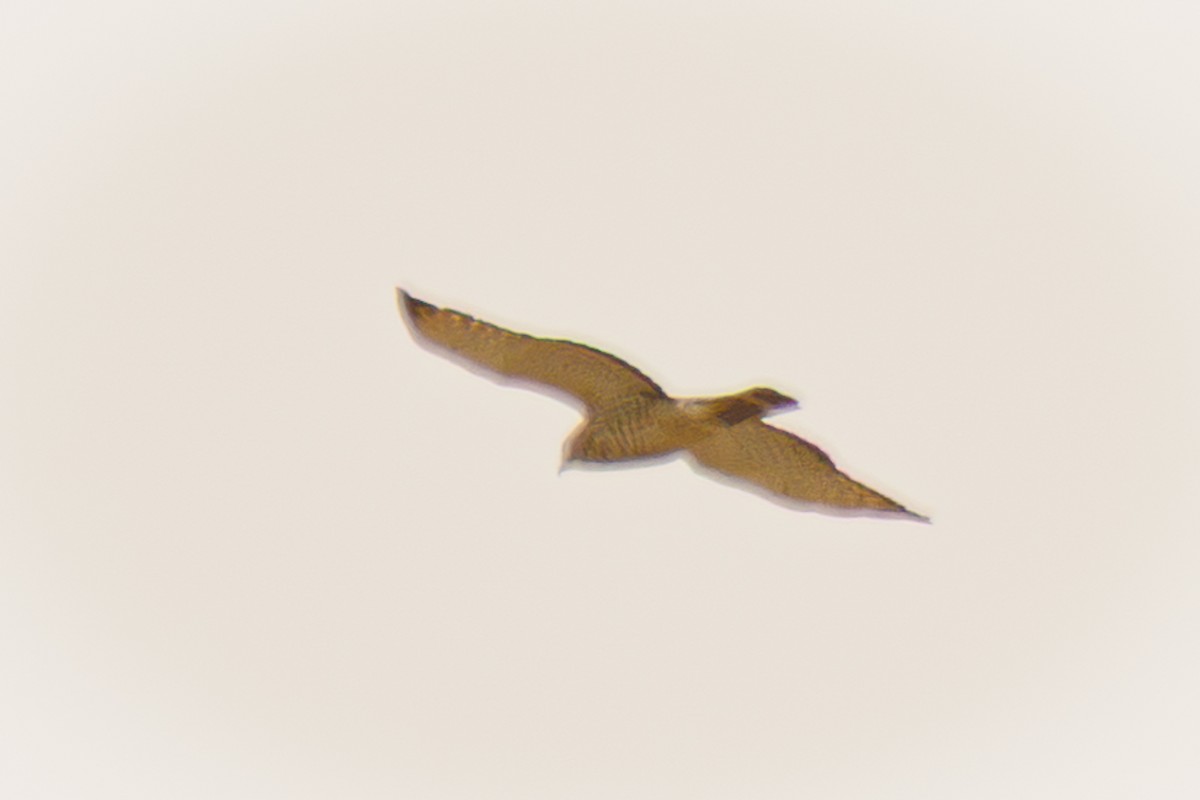 Broad-winged Hawk - ML646884944