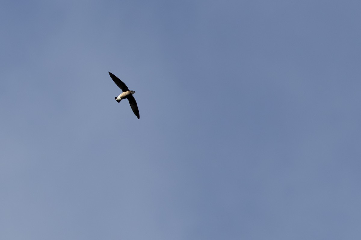 White-throated Needletail - ML646884945