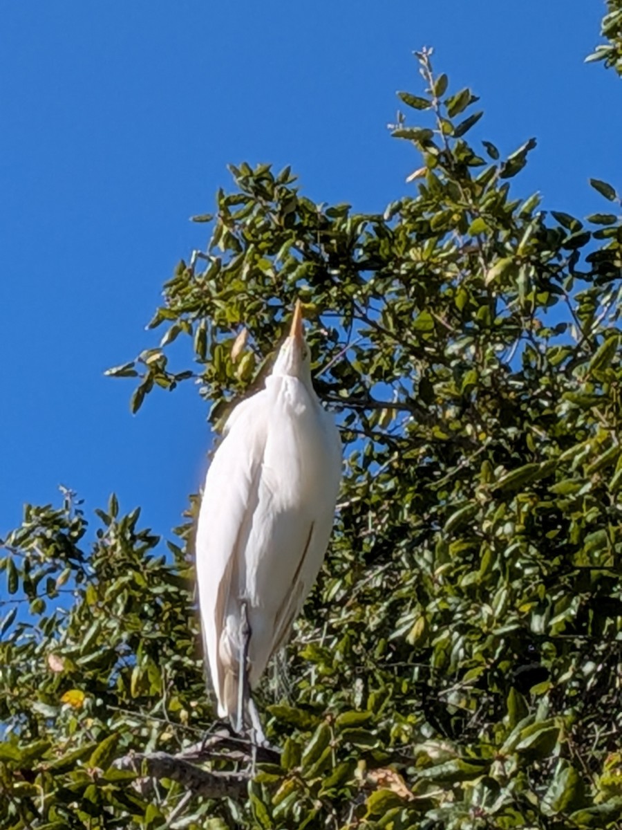 Great Egret - ML646884946