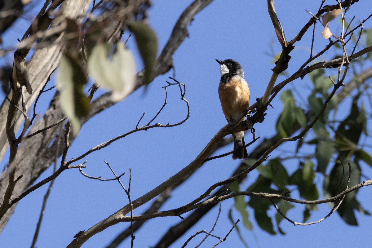 Rufous Whistler - ML646884949