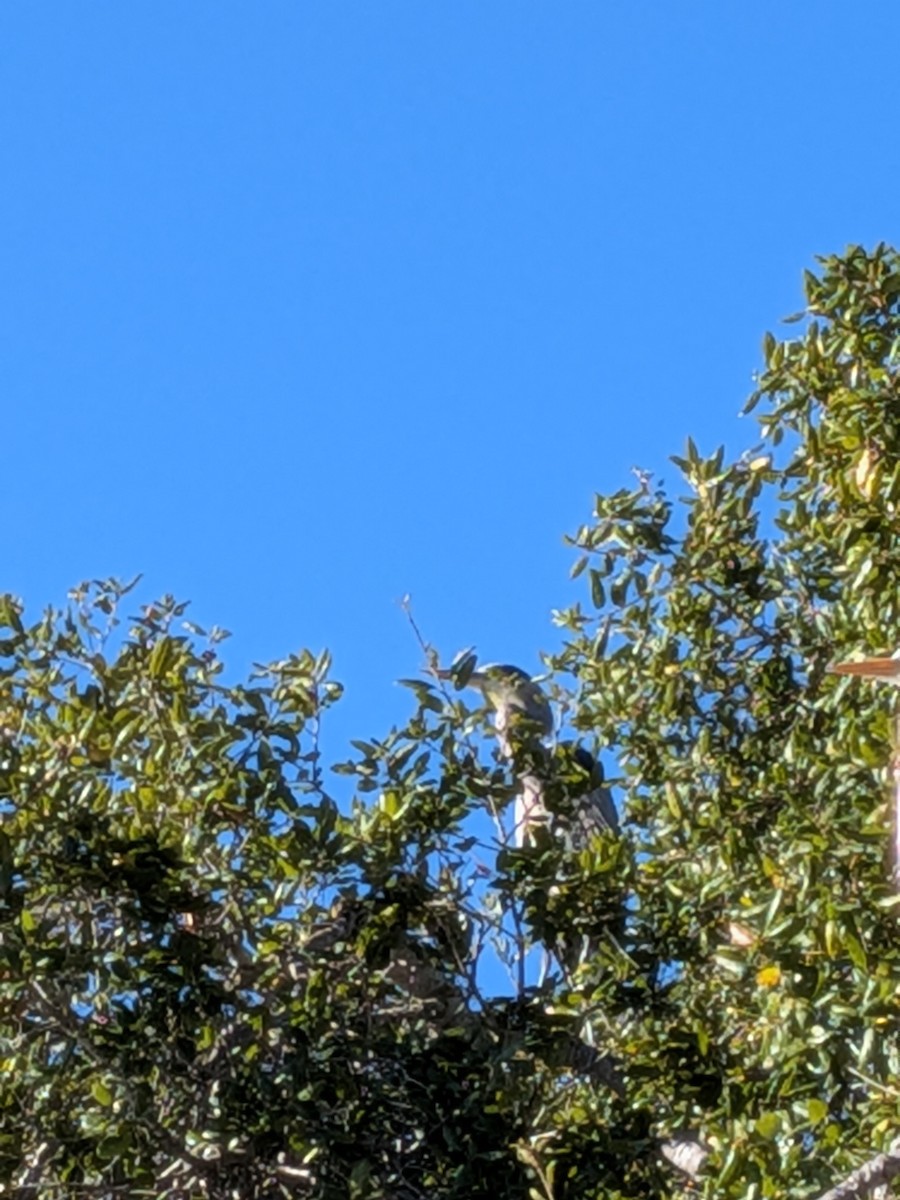 Great Blue Heron - ML646884950