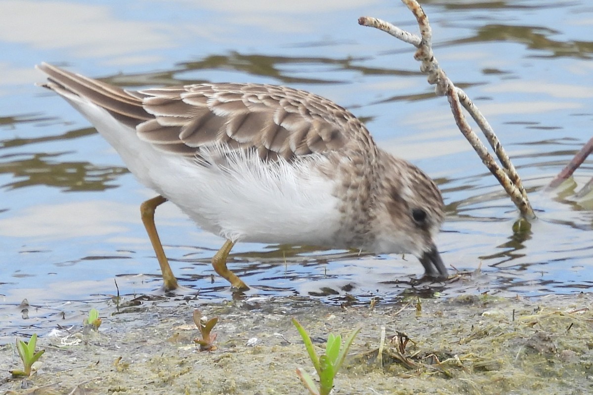 Least Sandpiper - ML646884951