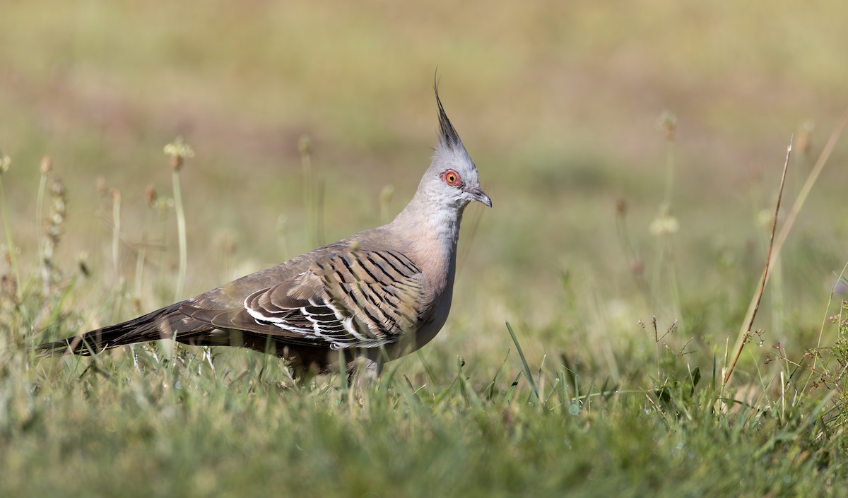 Crested Pigeon - ML646884952