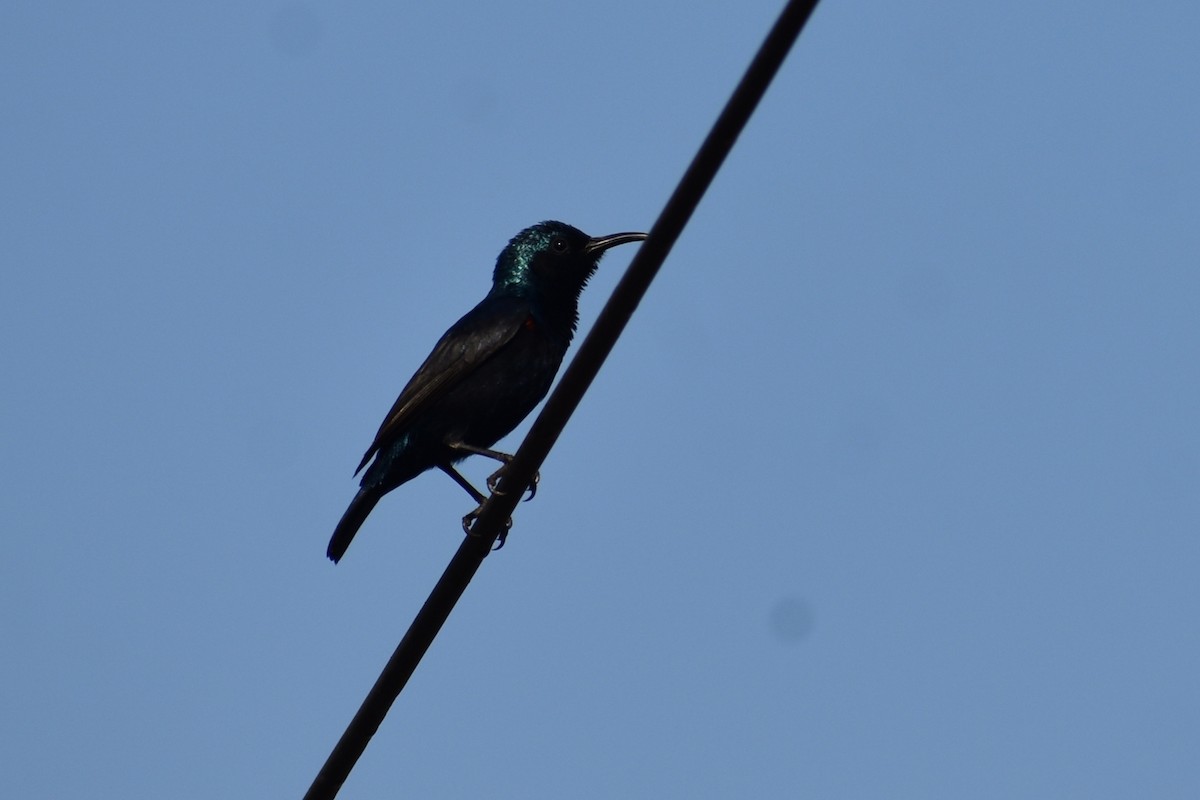 strdimil fialový - ML646884953