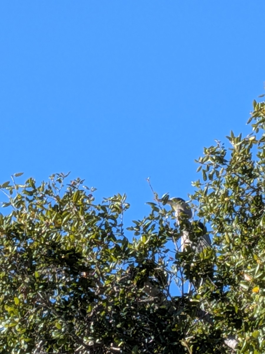 Great Blue Heron - ML646884954