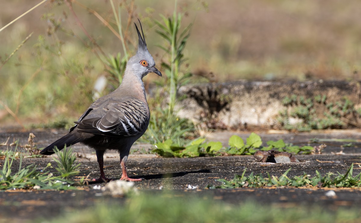Crested Pigeon - ML646884955