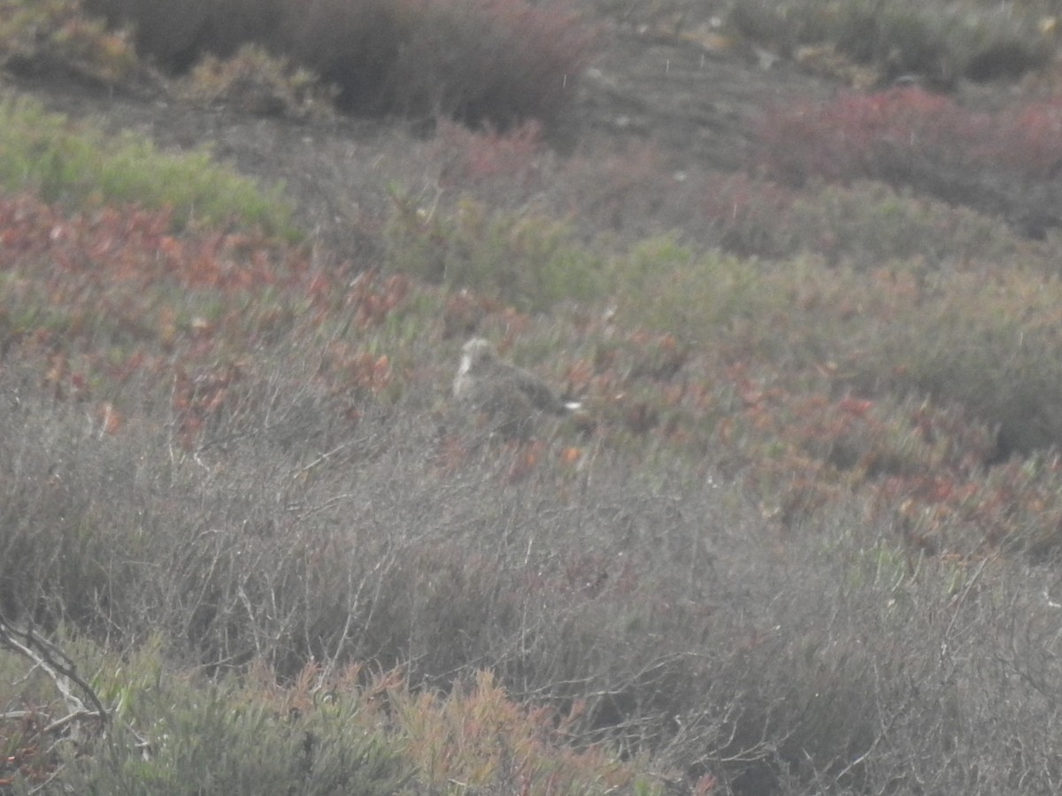 Buff-breasted Sandpiper - ML646884956