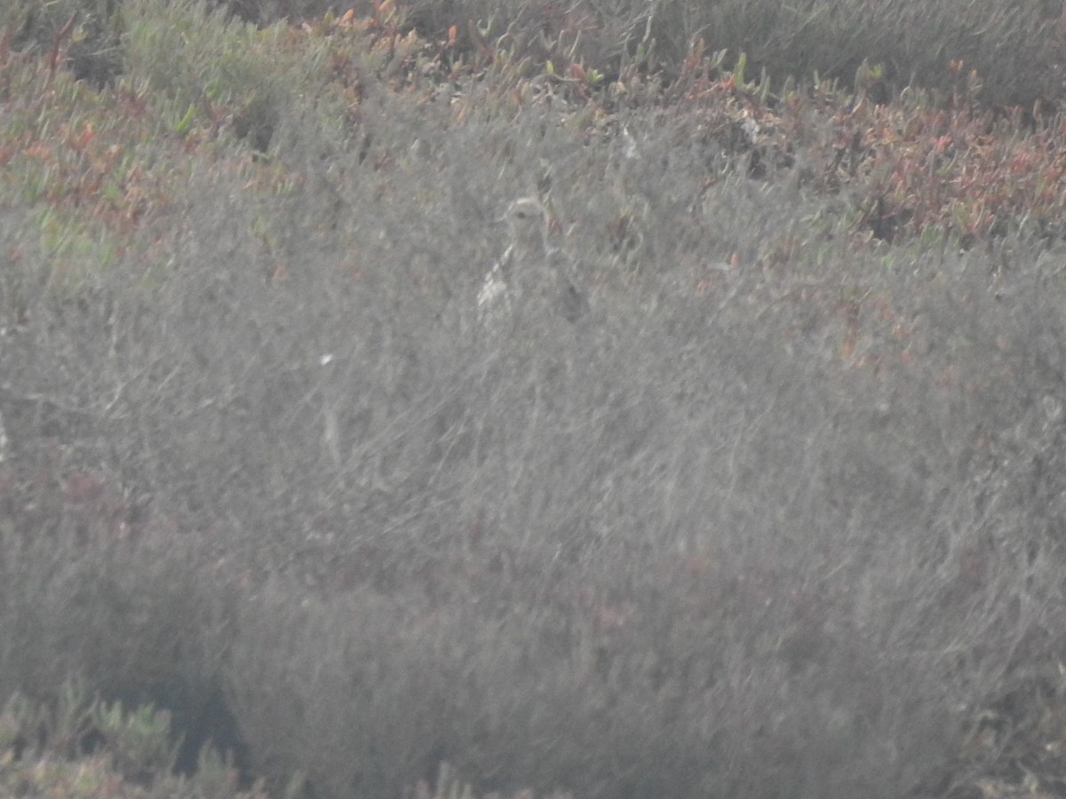 Buff-breasted Sandpiper - ML646884957