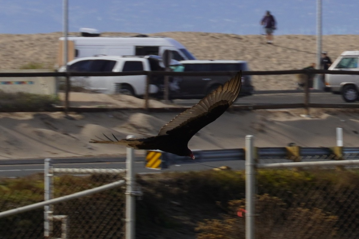Turkey Vulture - ML646884958