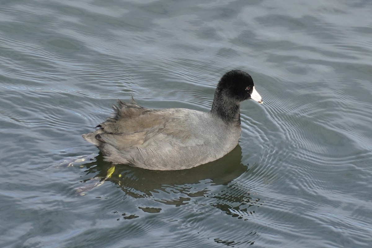 Лиска американська - ML646884961