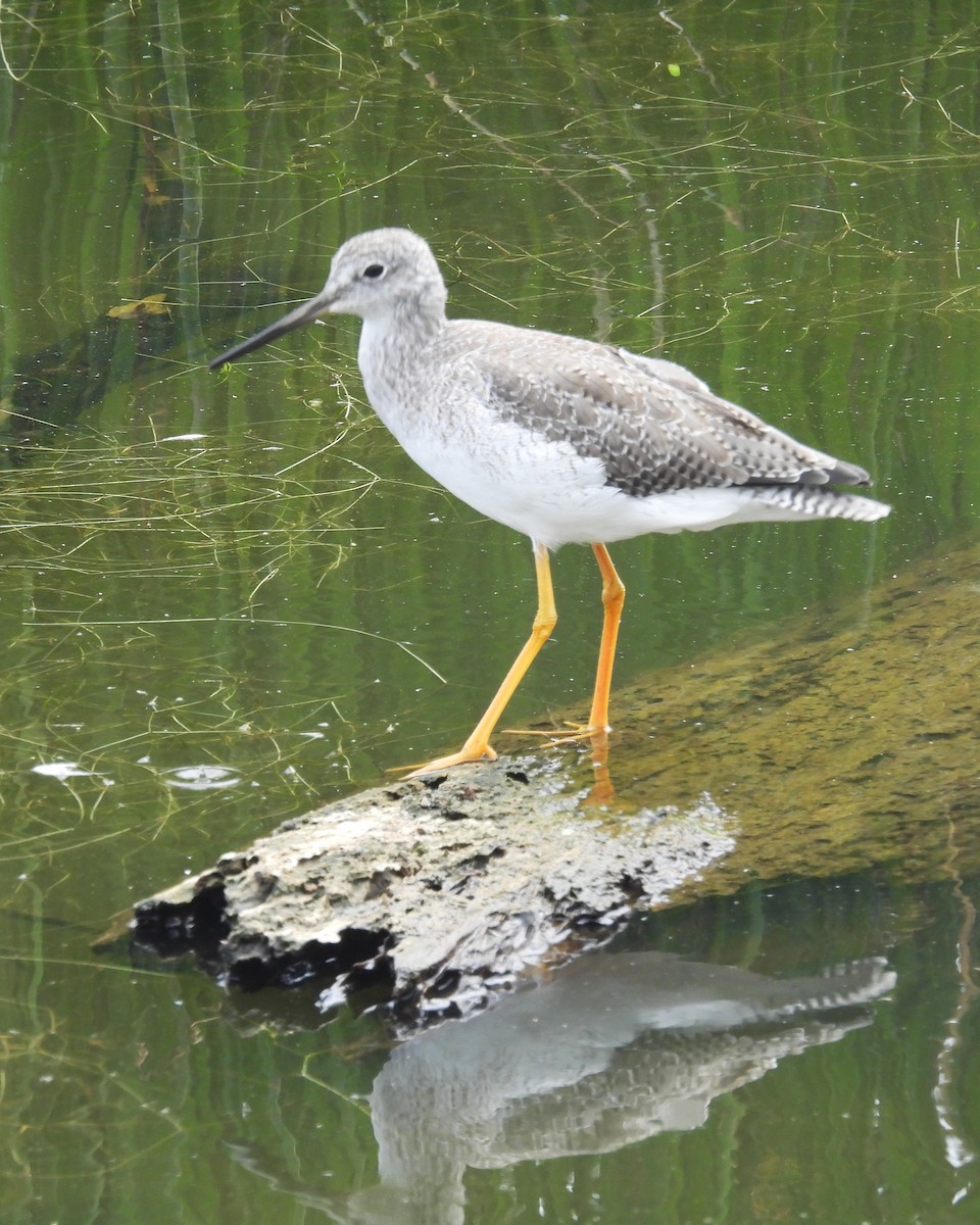 Greater Yellowlegs - ML646884962