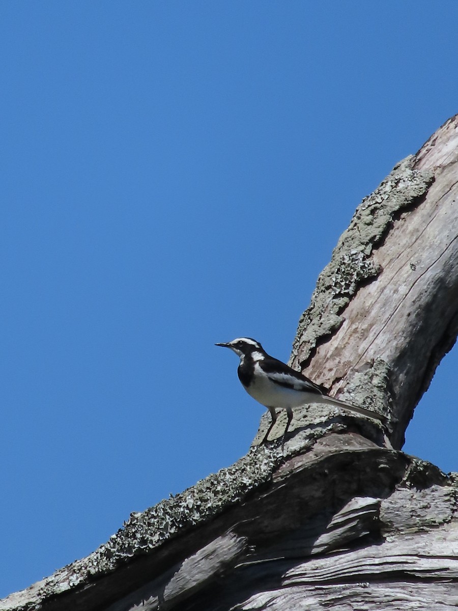 konipas africký - ML646884965