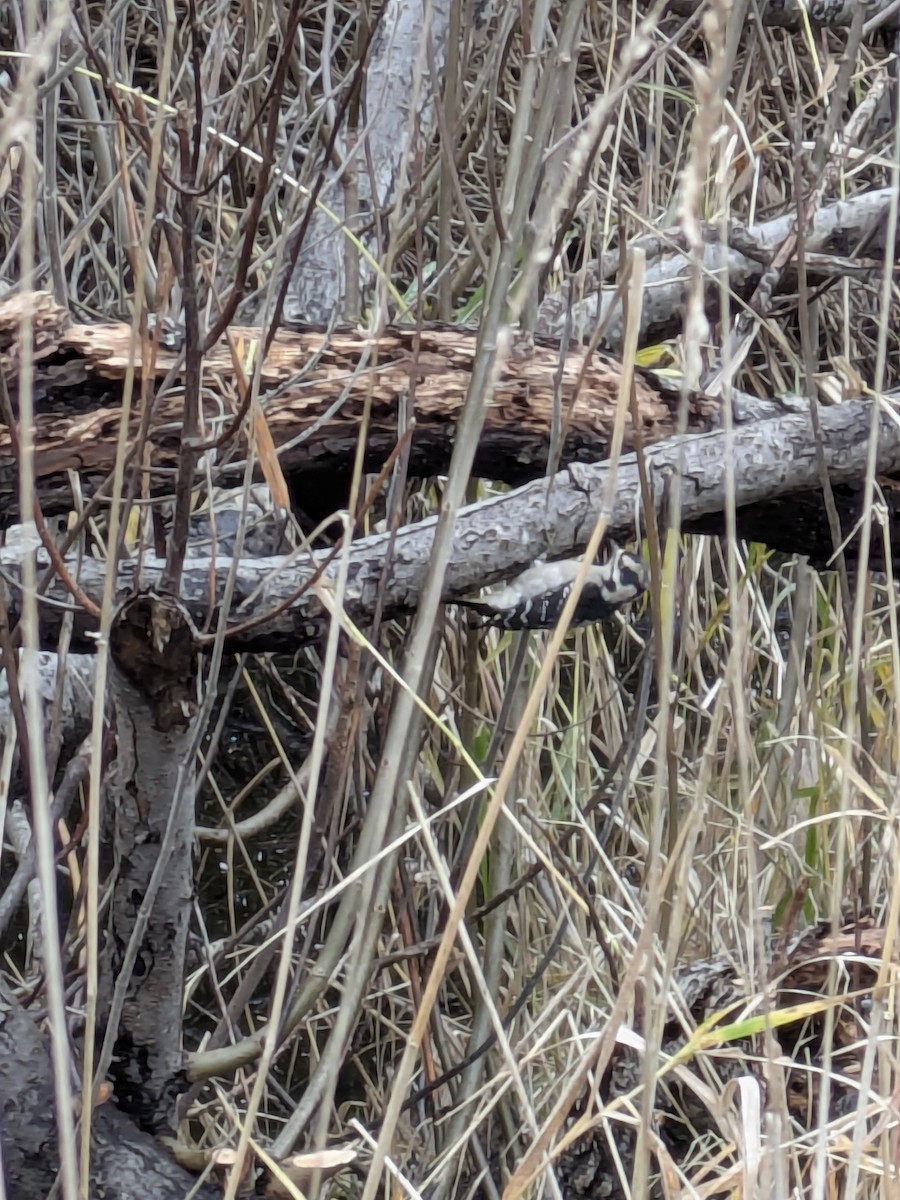 Дятел пухнастий - ML646884966