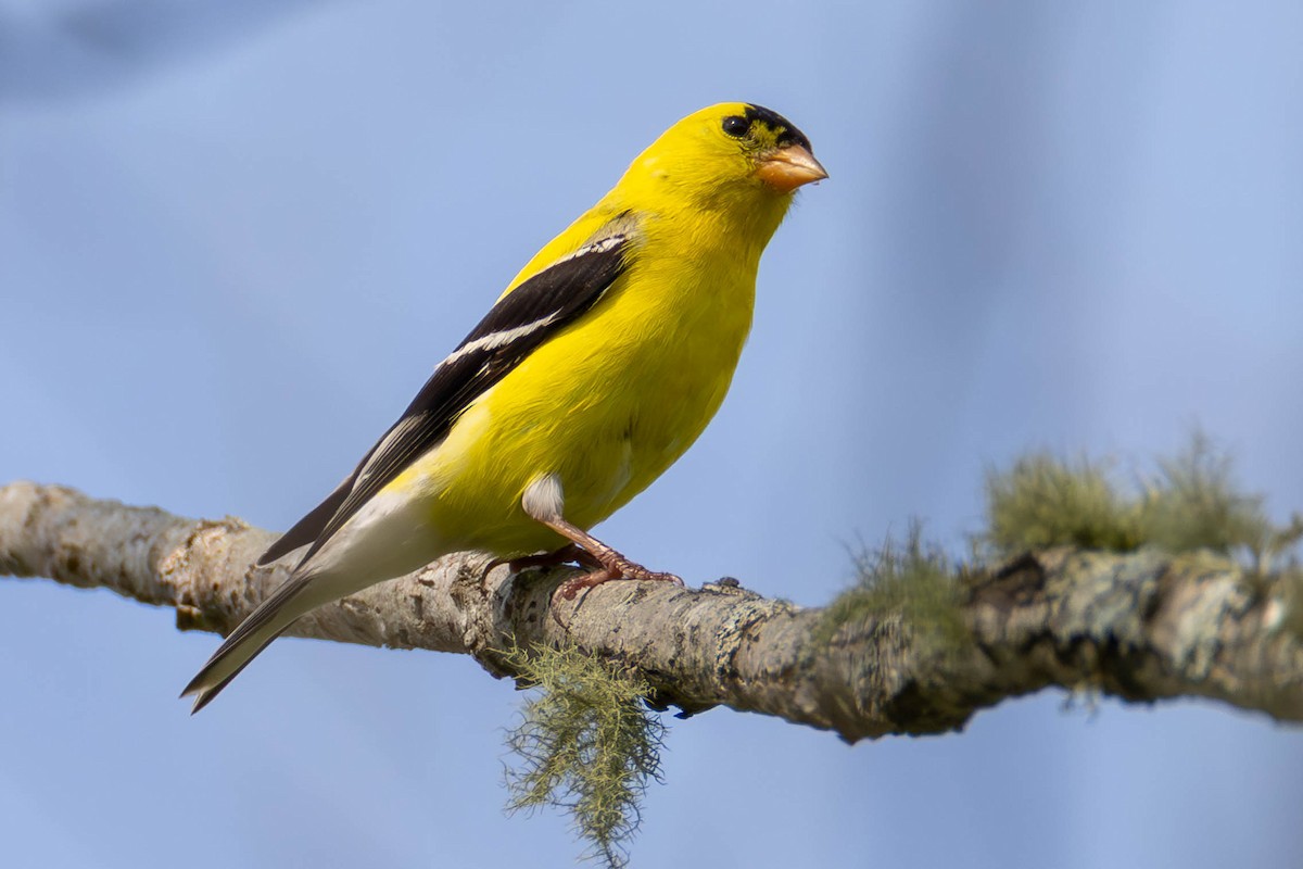 čížek žlutý - ML646884967