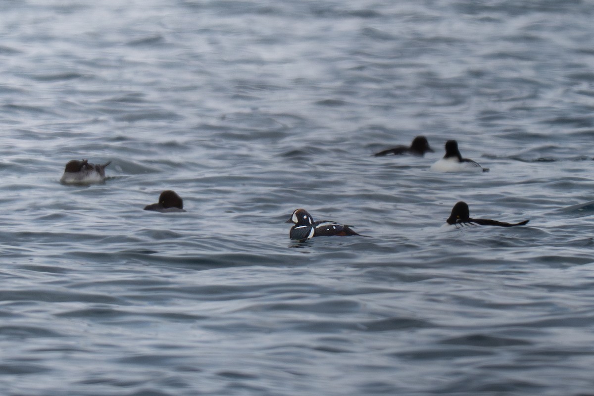 Pato Arlequín - ML646884969