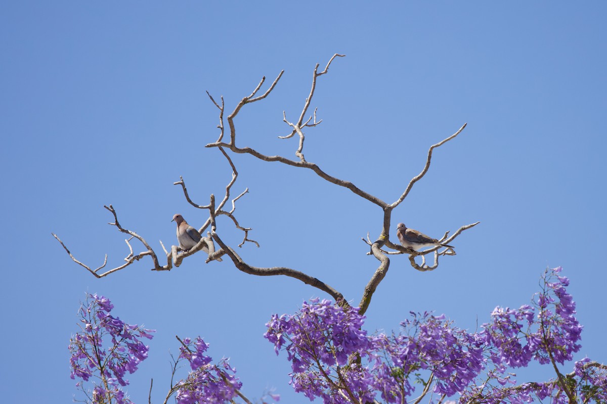 צוצלת - ML646884970