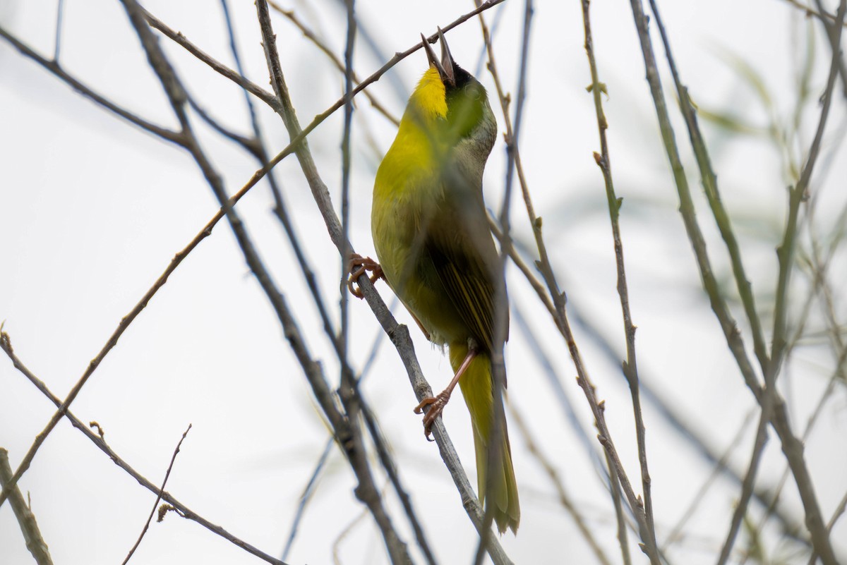 lesňáček žlutohrdlý - ML646884971