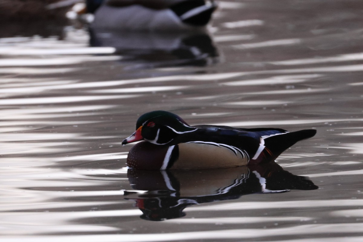 Canard branchu - ML646884975