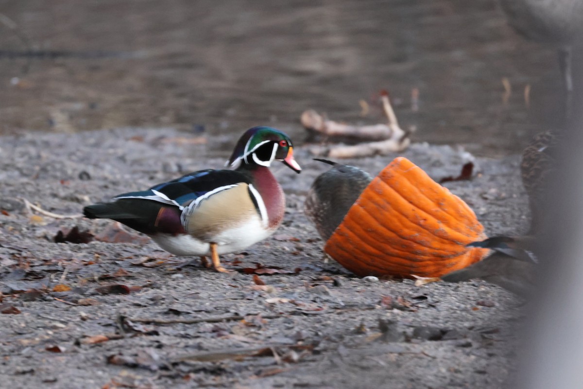 Canard branchu - ML646884976