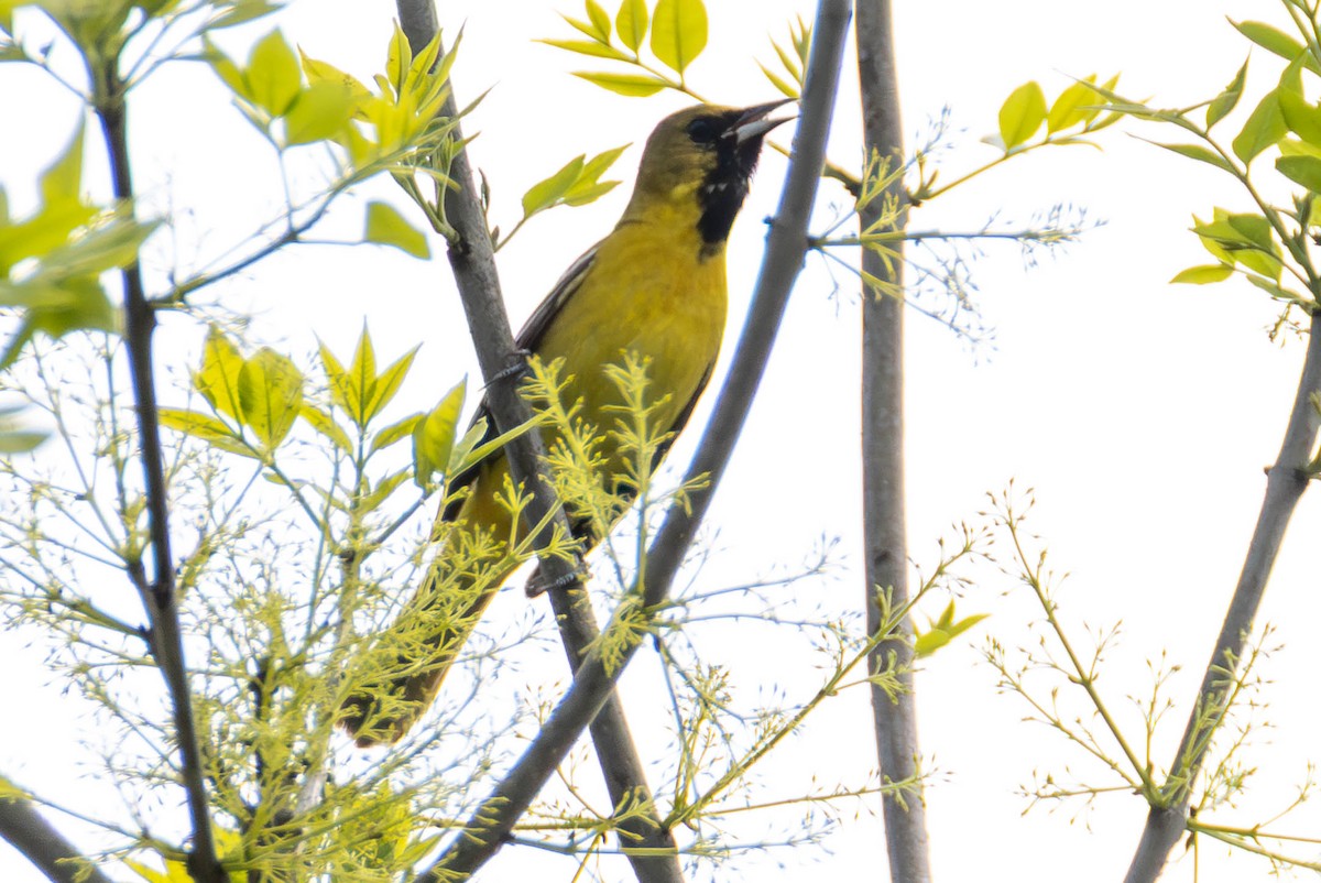 Садовый трупиал - ML646884977