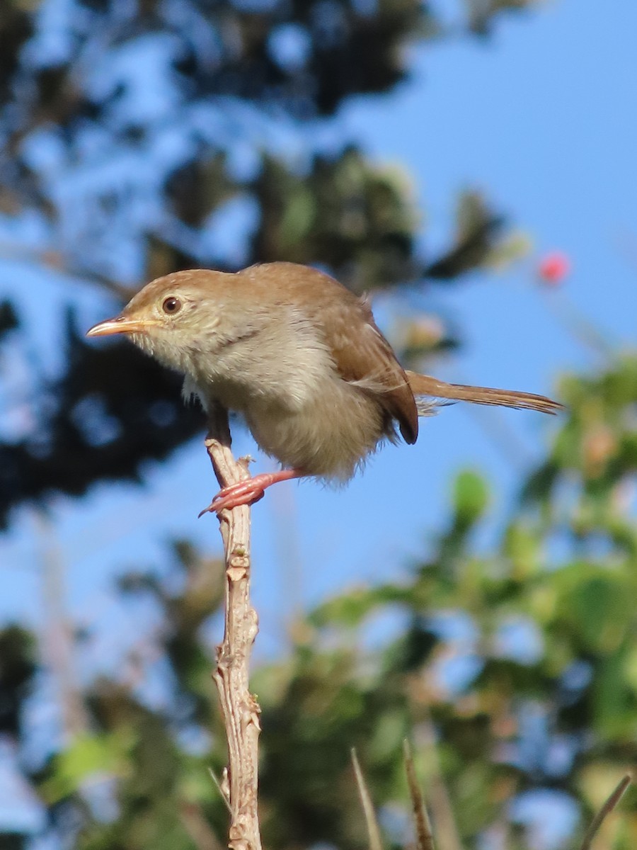 Piping Cisticola - ML646884978