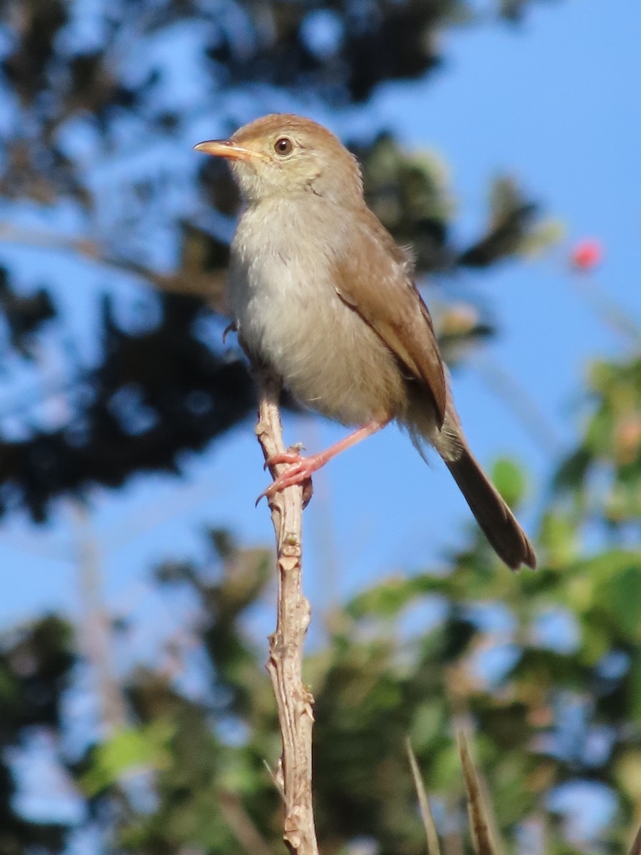 Piping Cisticola - ML646884979