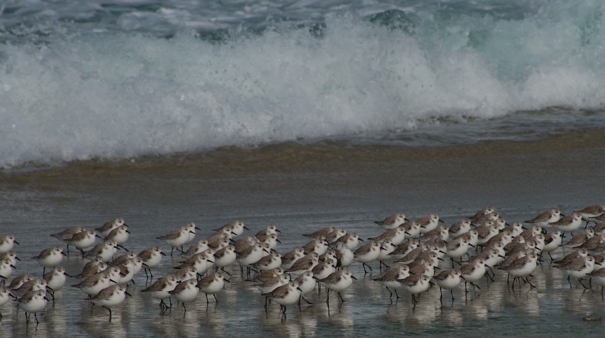 Karlı Cılıbıt - ML646884981